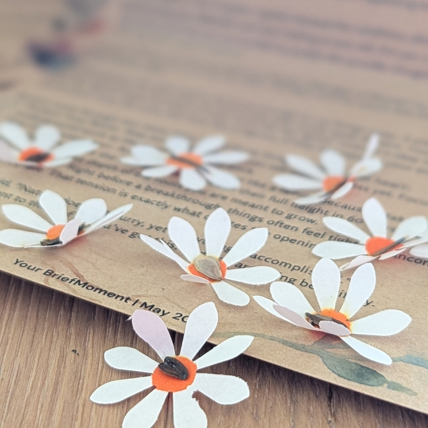 Let it bloom - May'26